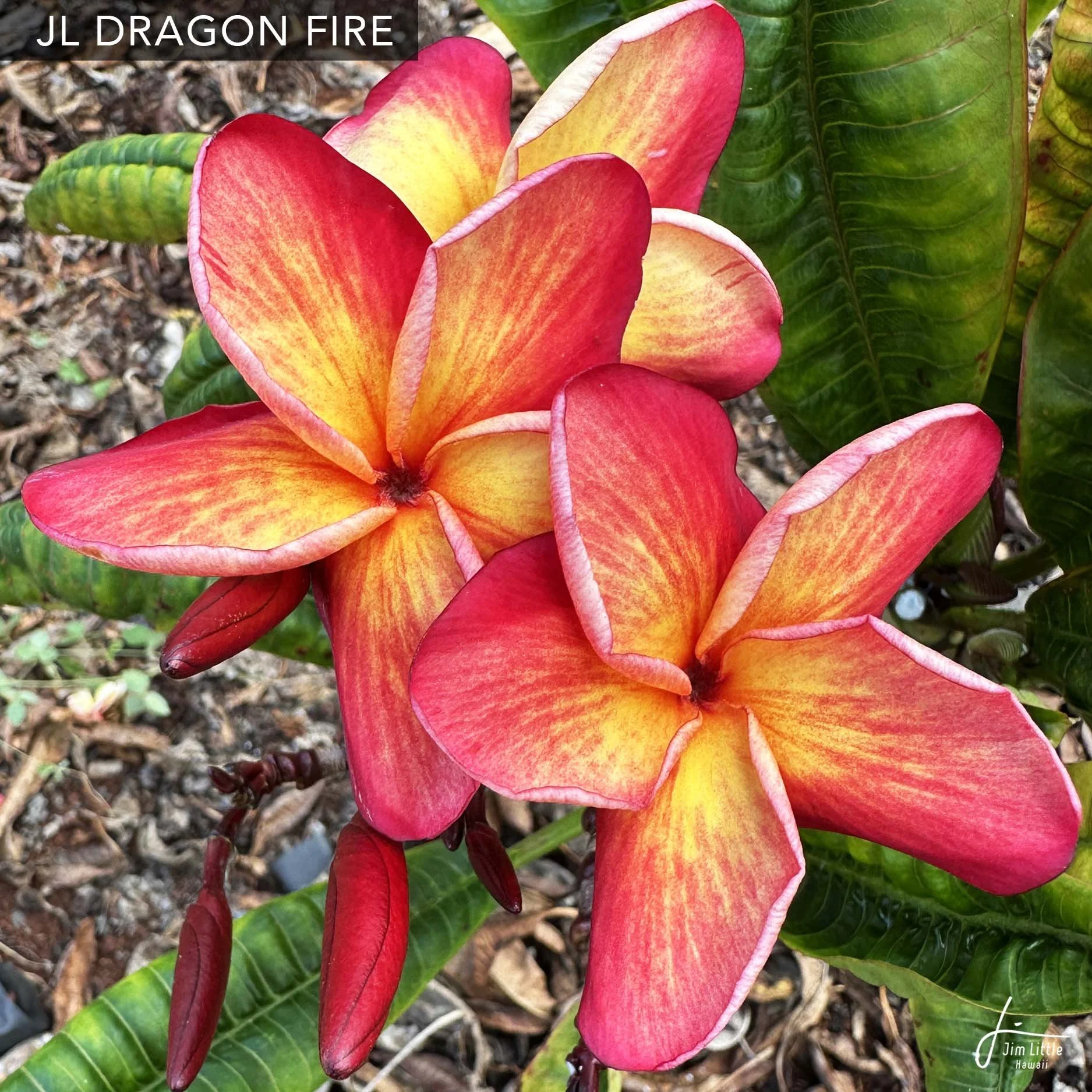 オ*ド様 ラスト！プルメリア　ファイヤーブラスト　Plumeria Fire b オ*ド様 ラスト！プルメリア ファイヤーブラスト Plumeria Fire